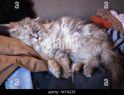grumpy cat sleep on messy couch Stock Photo