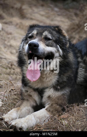 white bulgarian sheep dog rest in autumn forest- focus positionet on nose Stock Photo