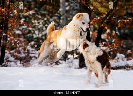 Two dogs playing in winter forest Stock Photo