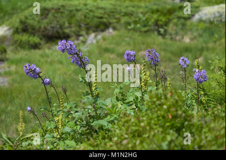 Cicerbita alpina,Alpen-Milchlattich,Alpine Blue-sow-thistle Stock Photo