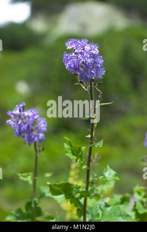Cicerbita alpina,Alpen-Milchlattich,Alpine Blue-sow-thistle Stock Photo