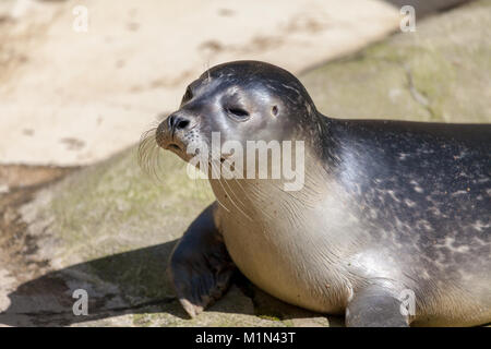 a young seal lies on stone underground Stock Photo