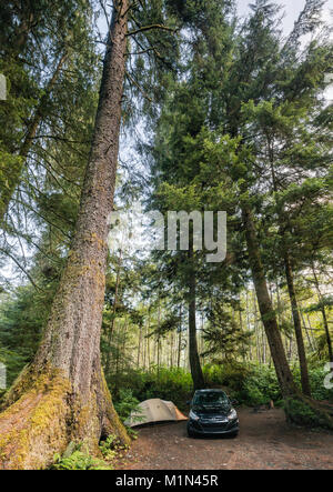 Douglas fir tree in temperate rain forest, over campsite at Quatse River Campground in Port Hardy, North Vancouver Island, British Columbia, Canada Stock Photo