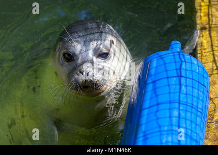 a young seal swims in a lake Stock Photo
