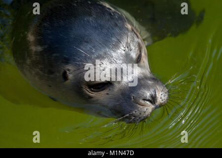 a young seal swims in a lake Stock Photo