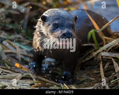 Juvenile European Otter emerging from the river water droplets Stock Photo