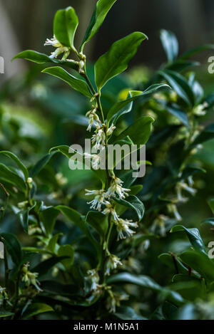 Sarcococca confusa Christmas box, scented winter flowers. Stock Photo