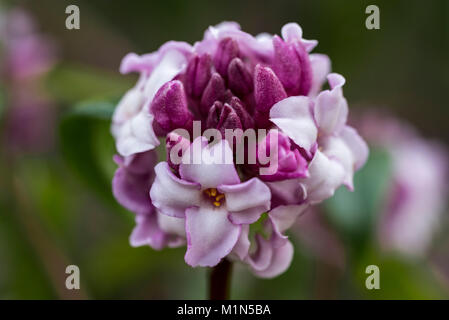 Daphne bholua Jacqueline Postill. Fragrant, winter flowering garden shrub. Stock Photo