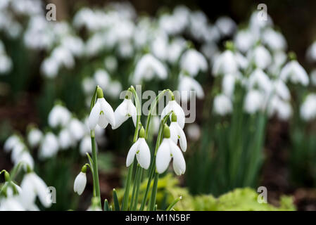 Galanthus nivalis, common snowdrop. Snowdrops winter/spring flowers. Stock Photo