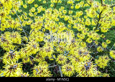Witch hazel "Pallida" flowers in winter, Hamamelis intermedia garden shrub winter flowering shrub Stock Photo
