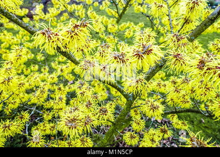 Hamamelis x intermedia Pallida  Witch hazel tree flowers Stock Photo