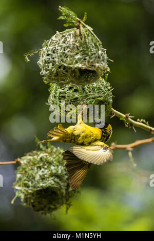 Black-headed Weaver or Village Weaver bird (Ploceus cucullatus paroptus) building a nest in an Acacia tree, Nairobi, Kenya Stock Photo