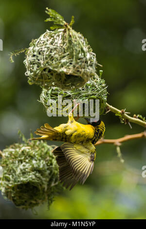Black-headed Weaver or Village Weaver bird (Ploceus cucullatus paroptus) building a nest in an Acacia tree, Nairobi, Kenya Stock Photo