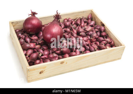 Drawer filled with small onions intended for planting in garden Stock Photo