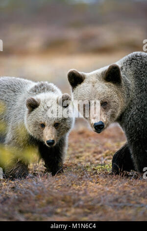 Finland, Ruhtinansalmi, near Suomussalmi, Brown bear. Ursus arctos. Mother and cub. Stock Photo