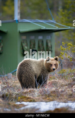 Finland, Ruhtinansalmi, near Suomussalmi,  Brown bear (Ursus arctos) in front of hide, made for wildlife photography. Stock Photo