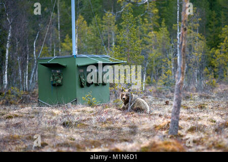 Finland, Ruhtinansalmi, near Suomussalmi,  Brown bear (Ursus arctos) in front of hide, made for wildlife photography. Stock Photo