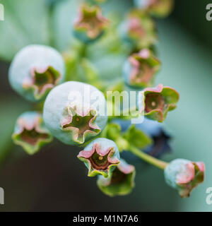 A macro shot of some blueberries on a blueberry bush. Stock Photo