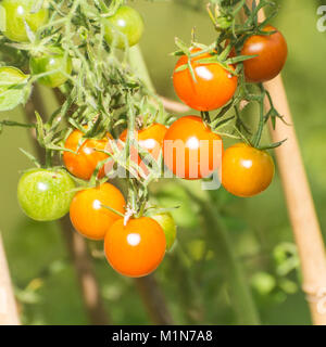 A macro shot of some small tomatoes growing on the vine. Stock Photo