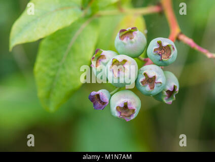 A macro shot of some blueberries forming on a blueberry bush. Stock Photo