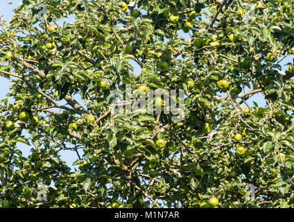 A shot of some apples growing on an apple tree. Stock Photo