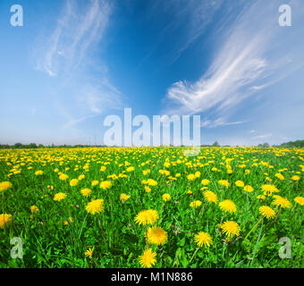 Yellow flowers field under blue cloudy sky Stock Photo