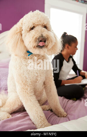 Pet dog looking at camera on girl’s bed while she studies Stock Photo