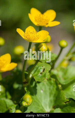 Caltha palustris,Sumpfdotterblume,Marsh Marigold Stock Photo