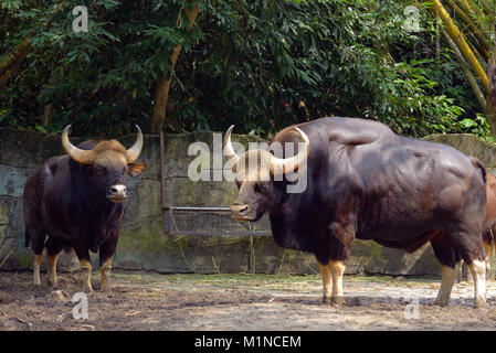 Family of gaur - the largest bulls in the world Stock Photo