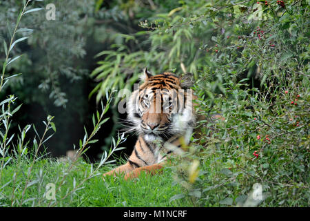 Sumatran Tiger at South Lakes Safari Zoo, Cumbria, UK Stock Photo