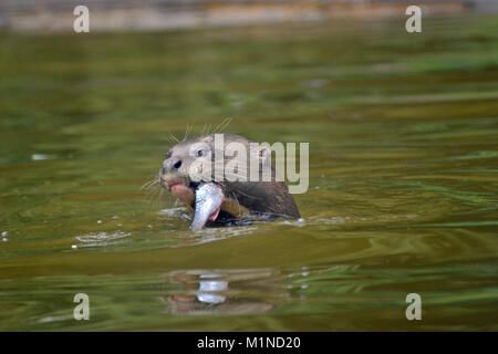 Giant otter from South America in the pool at feeding time. South Lakes Safari Zoo. Cumbria UK Stock Photo