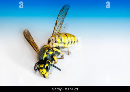 Close-up of big dead wasp. Interesting lifeless hornet on blue colored background. Stock Photo