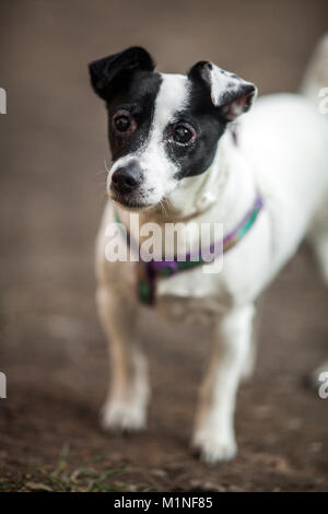 Adorable small size Dog, in black and White Colors,  close up portrait Stock Photo