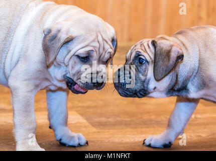 Two 9 weeks old Ca de Bou (Mallorquin Mastiff) puppies playing with each other Stock Photo