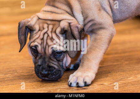 Brown 9 weeks old Ca de Bou (Mallorquin Mastiff) puppy dog Stock Photo