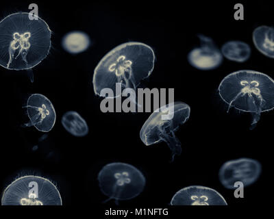 many white jellyfish on black background - jellyfish