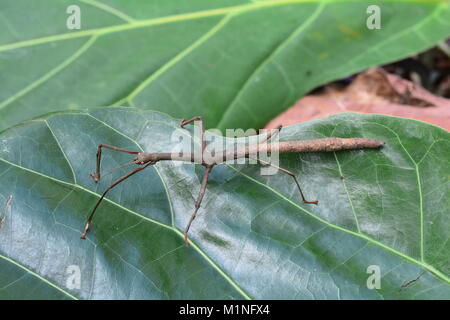 A stick bug sits on a plant leaf in the gardens Stock Photo