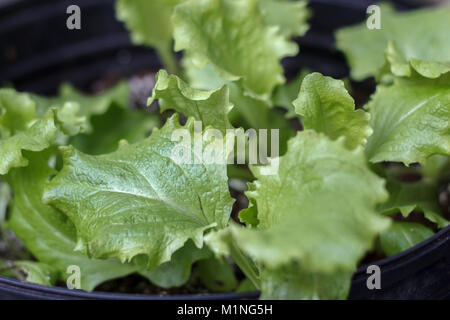 A close-up view of young lettuce plants growing in a black plastic container (inside an unheated greenhouse in winter in the Pacific Northwest). Stock Photo