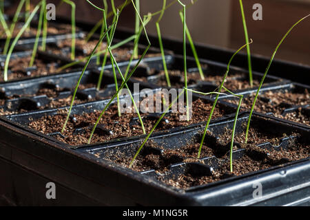 Visibly moist onion seedlings are growing indoors in plastic pots, a few weeks before the time they'll be planted outside in a backyard food garden. Stock Photo