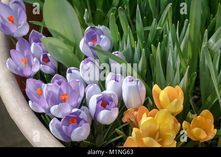 Mauve / orange and yellow crocuses bloom in a container in early spring, backed by green leaves of daffodils and hyacinth which will bloom later. Stock Photo