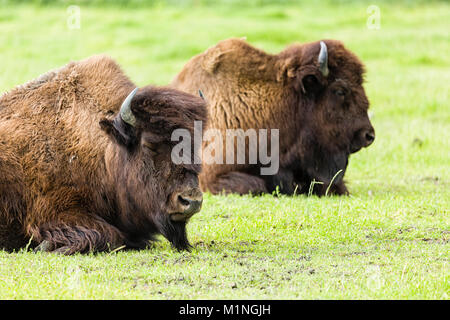 Captive wood bison resting at the Alaska Wildlife Conservation Center in Portage in Southcentral Alaska. Stock Photo