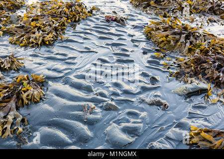 Focus stacking composite of Rockweed and ripples of silt during low tide in Resurrection Bay at Lowell Point near Seward in Southcentral Alaska. Stock Photo