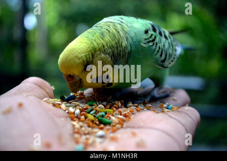 Image Of Hand Feeding Bird Stock Photo