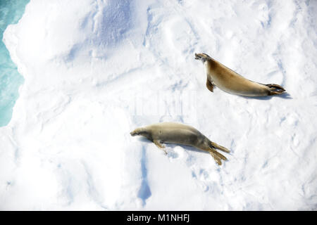 A pair of seals is spotted from the bridge of the Coast Guard Cutter Polar Star below the Antarctic Circle on Sunday, Jan. 7, 2018. The crew of the Seattle-based Polar Star is on its way to Antarctica in support of Operation Deep Freeze 2018, the U.S. military’s contribution to the National Science Foundation-managed U.S. Antarctic Program. U.S. Coast Guard photo by Chief Petty Officer Nick Ameen. Stock Photo