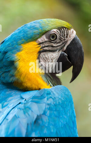 One bright colored parrot sits on the shoulder close up. Stock Photo