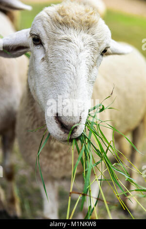 Sheep Eating Grass Stock Photo
