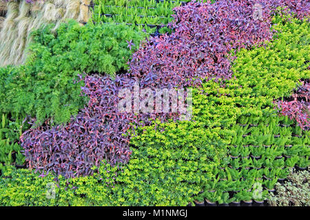 Vertical, green wall garden, Paphos, Cyprus Stock Photo - Alamy