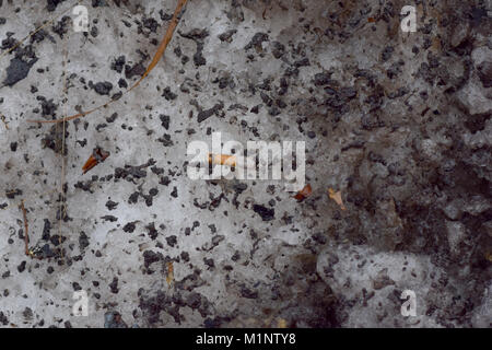 Snow pile with dirt, grime, leaves, and cigarette butts, closeup abstract texture background Stock Photo