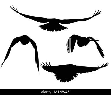 Set of realistic vector silhouettes of flying birds, isolated on white background Stock Vector