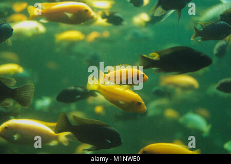 Close up view of a school of malawi cichlid in an aquarium Stock Photo